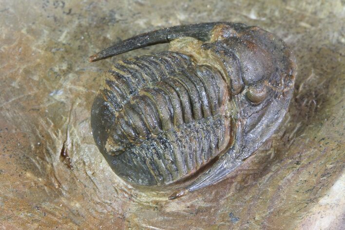 Sculptoproetus Trilobite - Rare Proetid #71684